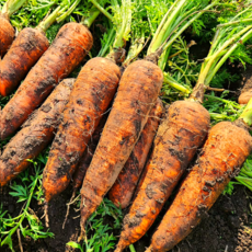 [재구매율1위] 싱싱하게 당일발송 구좌 제주당근, 1박스, 특품/중 5kg