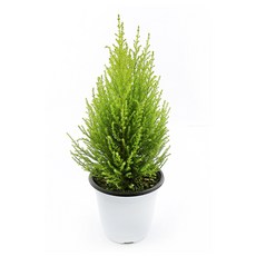 갑조네 율마(중품) 인테리어화분 실내공기정화식물 키우기 쉬운 반려식물 허브, 1개