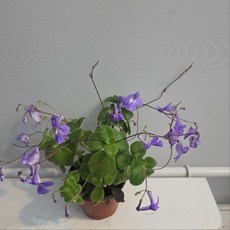 삭소름 보라 야생화 사랑초 소품 식공플랜츠, 1개