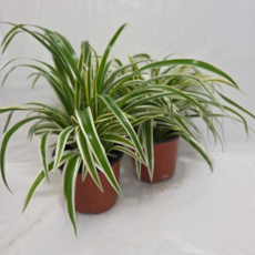 안녕두구동 나비란 난 키우기쉬운식물 2+1 나비접란 무늬접란 수경재배