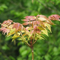 참죽나무 묘목 가중나무 묘목 실생2년생 노지월동 정원조경나무 (같이가치농원)