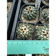 MC多肉園 嚴選仙人掌盆栽 多款可選 多肉植物 居家辦公室綠植裝飾, 1個, 黑牡丹小, 黑