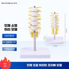 척추 모형 모델 해부학 인체 교육용 디스크 모델 신경 골반, 1개, 소형 허리 모델