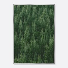 스웨리움 자연 풍경 감성 사진 미드센츄리 인테리어 포스터 그림 액자 침엽수림 No.1, A4 (210 x 297 mm), 포스터만 구입