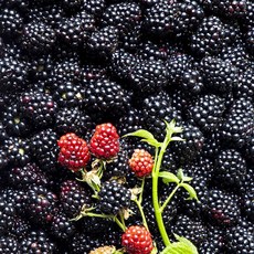 슈퍼 복분자 급냉 블랙베리 (특품 선별), 1개, 2.5kg