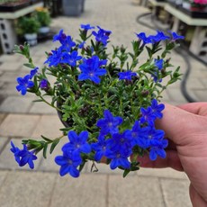 이사도라 보라꽃 야생화 노지월동