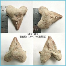 메갈로돈 귀 이빨 상어 실제 화석 원석 광석 표본 모로코 해양 고생물학 장식 선물, ECS-009