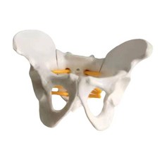 JC 여성 골반 모델 이동식 연구용 어린이 교육 장난감, 13cmx9cm, 하얀색