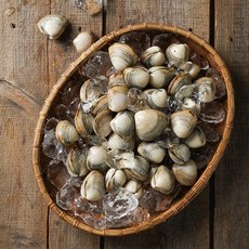 황도수산 국내산 동죽(물총조개), 1개, 동죽5kg