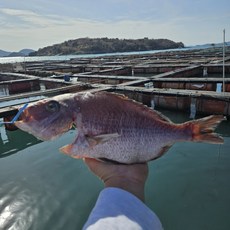 [잘은건 가라!] 왕특대사이즈 해풍 반건조 참돔 37cm 내외 프리미엄 고급선물, 1개, 1.5kg