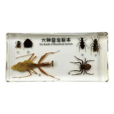 절지동물 생물수업용 곤충표본 6종 과학교구 돌봄교실 사이언스 과학완구 교과연계, 1세트