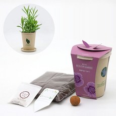 2보급창고 패랭이꽃 키우기 대나무 화분 씨앗 세트 거실화분인테리어