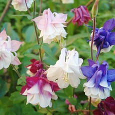 매발톱 그라니본넷 (캉캉매발톱) 혼합색 씨앗 30립 소포장, 1개