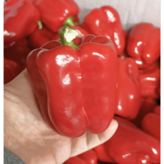 국내산 제철 유기농 홍피망 가락시장 식자재, 1개, 1kg(특품)