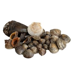 두팜 조개구이 2kg 세트 조개모듬 캠핑조개, 실속세트 2kg 내외, 1개