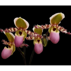 [신라난농원]파피오페딜럼.Paph.liemianum.리애미아눔.일경다화.신품종입고.예쁜핑크색.꽃대가 여러번나옵니다.꽃수명깁니다.꽃이 피면 아주 예쁩니다.필독뒷사진참고, 1개