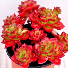 라디칸스 화제 적귀성 레티지아 다육이 다육식물, 04. 레티지아4두이상(4-4), 1개