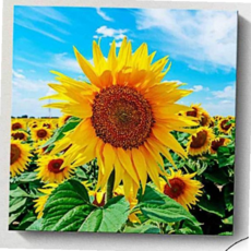 그림 액자 해바라기 인테리어 해바라기액자 사진 59000EA 1EA, 본상품