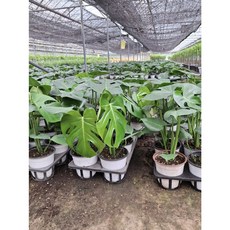 1+1 농장특가 몬스테라 중품 인테리어화분 공기정화, 1개