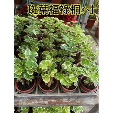霏霏園藝 斑葉福祿桐 3寸盆, 1個, 1棵70元