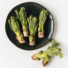 유명산지 참두릅 500g/ 깊은 풍미 향긋하고 아삭한 식감 봄나물 여왕 일품 봄두릅, 500g, 1개