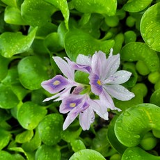 부레옥잠 부유식물 수질정화 무한번식 기르기쉬운 수경식물 water hyacinth, 1개