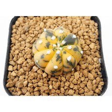 오렌지투구금 실생 동일품-260220 코덱스 아프리카식물 멸종위기 희귀선인장