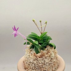 홍장원 두엽 단엽 색화 부귀란 숯돌꽃, 1개