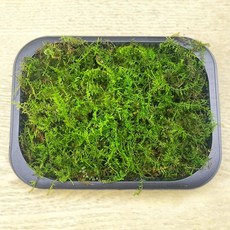 깃털이끼 참깃털(19x15cm) 천연 이끼 테라리움 재료 DIY 만들기, 1개