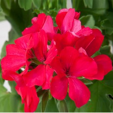 어린모종 제라늄 영양계 아이비 8cm분, 마르카다 마젠타, 1개