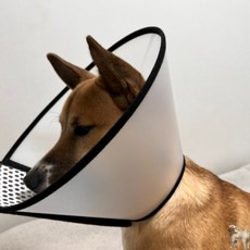 꿀이맘 강아지 목 깔대기 3호 애견넥카라