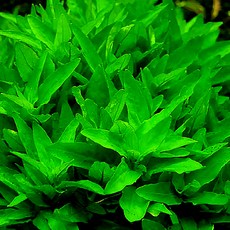 NP 전경수초 스트로징 레펜스 3촉 어항수초 수족관, 1개