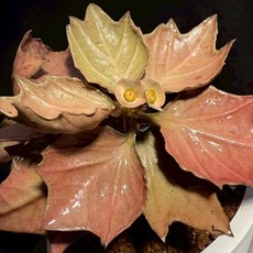 布楚禮 彩葉麒麟 世界樹系列 641