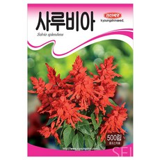 세인화분 사루비아 500립 - 씨 씨앗 꽃씨 깨꽃 샐비아 실비아, 1개