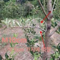 유인추 분재용 철사 개량형 M형 농자재 클립 고리 과수자재, 1개, m10cm100개