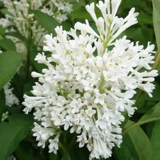 아그네스스미스 라일락 개화주 P9포트묘 프레스토니아 에그네스 스미스 라일락나무 묘목 (목하원예조경), 1개, 미뉴엣