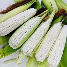 [씽씽팜] 찰기폭발 국내산 햇 백찰옥수수 (뉴슈가 포함), 1개, 5개