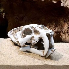 수족관 어항 공룡뼈 해골 피시본, 1개