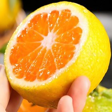 [재구매율1위] 노마진판매 초초특가 제주 한라봉, 1개, 5kg 혼합과