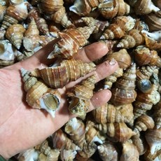 동해안 자숙 살고동 1kg 활 골뱅이