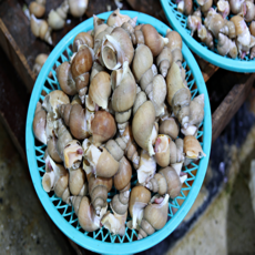 포항 산지직송 활 백골뱅이 생물 당일조업 배송 신선한 생 백고동, 1개, 활 백고동 1kg(~50미)