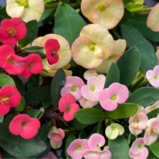 꽃기린 4가지색출고 세트 주말할인, 4개