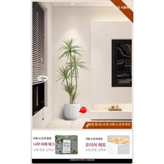 키큰 조화나무 식물 조경 초대형, 1.5m 5헤드+화이트 기어 화분