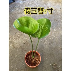 霏霏園藝假玉簪5寸盆栽 仿真植物裝飾 居家綠植擺設特價優惠