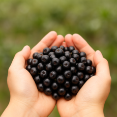 [초특가] 특상품 햇 고창 아로니아 줄기 제거 산지직송 슈퍼푸드 냉동, 1박스, 아로니아 특품(줄기제거) 2.5kg