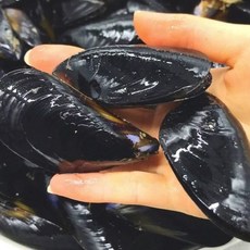 [해담]국내산 손질홍합 5kg(300미 내외) 가성비 끝판왕 생홍합 산지직송 당일조업 당일출발, 1개