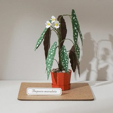 紙風景 銀點秋海棠紙植栽雷射材料包 L 9028407 手作DIY紙模型擺飾, 1個, 銀點秋海棠 L 9028407