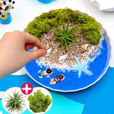 여름 스칸디아모스 화분 만들기 비치가든 diy 키트 원예 수업 중학생 노인 어르신, 비치가든 테라리움 만들기