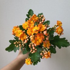 [무지개꽃/ 색상선택17종] 칼란디바 (카랑코에 겹꽃), 04. 밝은 주황 (솔다나), 1개