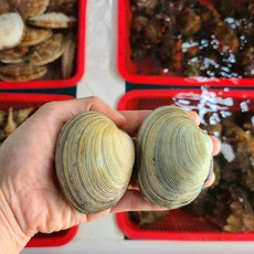 거제도 개조개 대합 조개 생물, 2개, 대 1kg(5-8미)